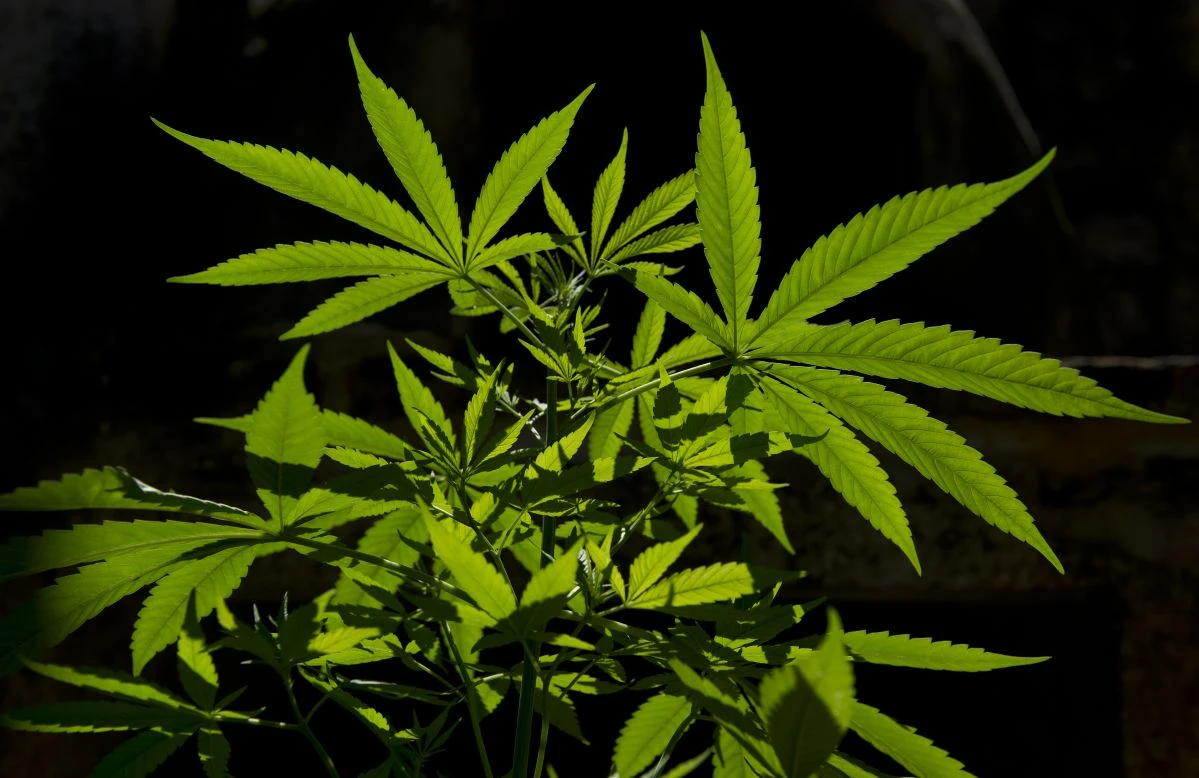 marijuana marijuana