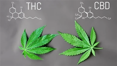 Sự khác biệt giữa THC và CBD là gì