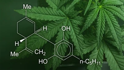 CBD, cần sa và cây gai dầu: Sự khác biệt giữa các sản phẩm cần sa này là gì v...