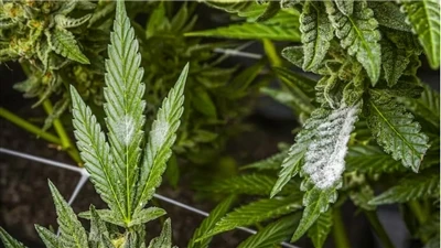Cách tìm sản phẩm CBD chất lượng