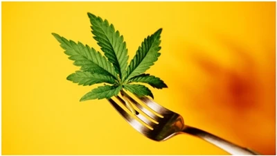 Câu hỏi thường gặp về CBD