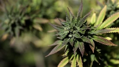 Hệ thống Endocannabinoid là gì? (ECS)