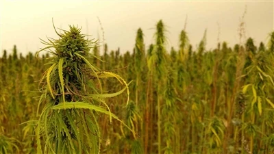 Tin nóng về CBD: Các công ty cần sa của Canada rút lui khỏi thị trường CBD từ...