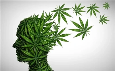 Cách sử dụng dầu CBD để đạt được lợi ích tối ưu: Hướng dẫn đầy đủ?